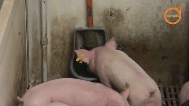 Поилки (Свиноматок) EUROGAN смотреть онлайн