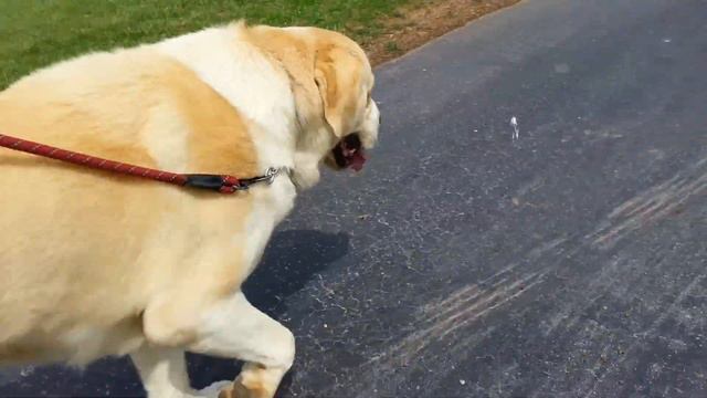 с алабаями с прогулки... смотреть онлайн