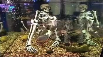 Морской аквариум – Океанариум на Чистых прудах смотреть онлайн