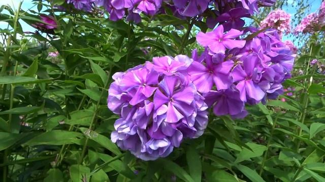 Флокс ЛИЛОВАЯ МАНТИЯ - обзор, описание, цветение, отзыв. смотреть онлайн