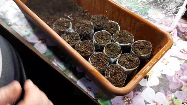 ЭУСТОМА ПЕРВЫЕ ВСХОДЫ.