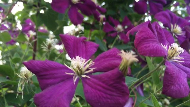 КЛЕМАТИСЫ. Что НЕОБХОДИМО сделать в АВГУСТЕ смотреть онлайн