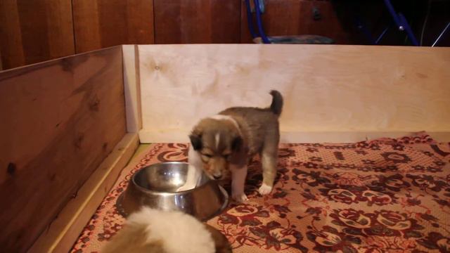 Щенки колли, 3,5 недели. смотреть онлайн
