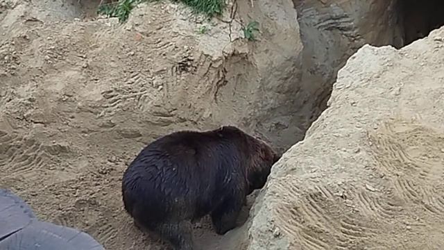 Бурый медведь роет берлогу на зимнюю спячку! Харьков зоопарк🐻 Bear digs a den! Super show! смотреть онлайн