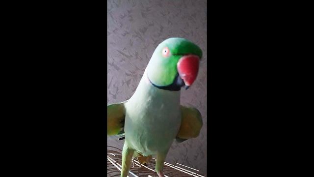 попугай ожереловый Ричи смотреть онлайн