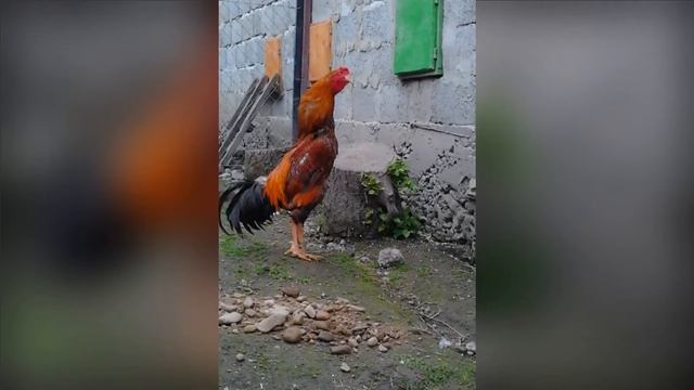 куры виандот орпингтон брама бойцовые куры сибрайт смотреть онлайн