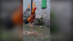 куры виандот орпингтон брама бойцовые куры сибрайт