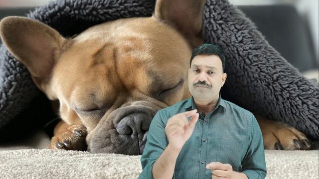 Dog Deworming का असर डबल करने वाला फार्मूला Best Deworming Method for dog смотреть онлайн