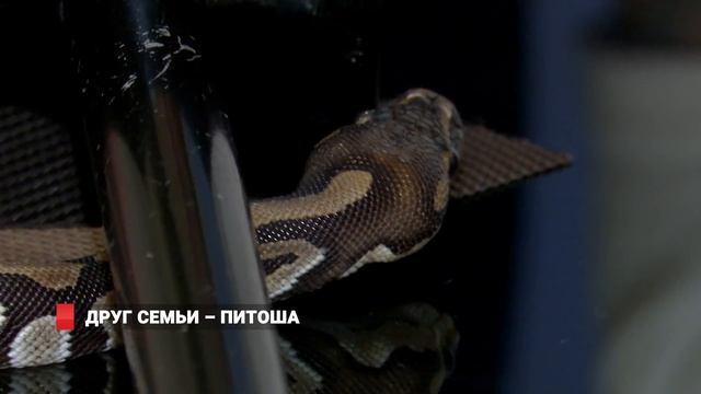 Друг семьи – Питоша смотреть онлайн