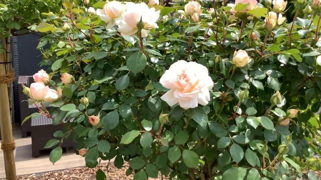 Rose Stephanie Baronin Zu Guttenberg | Blütenstart | Rosenvideo 2021 | Gartenfein [HD]