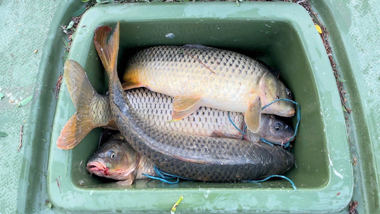 НОВАЯ ЛОДКА. ПОЛНЫЙ ЛЮЧОК РЫБЫ. САЗАНЫ ВЫРЫВАЮТСЯ ИЗ РУК. Рыбалка на нижней Волге осенью на жмых. смотреть онлайн