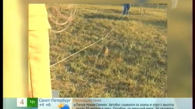 Всемирный День Крыс!!! смотреть онлайн