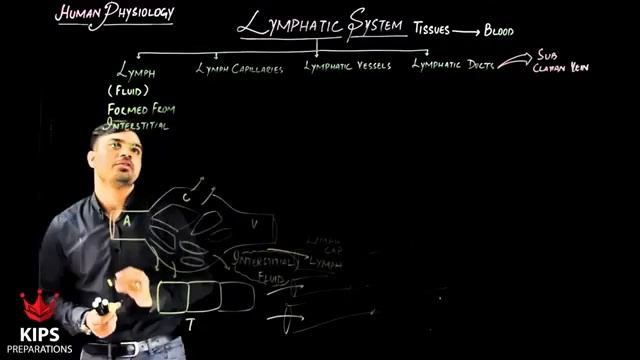 lymphatic system lymph vessels lymph fluid lymph node смотреть онлайн