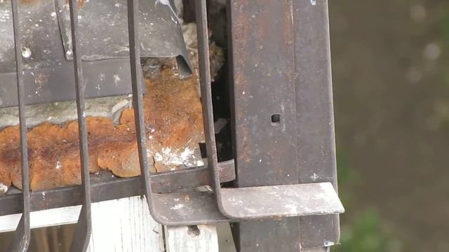 самка воробья с насекомым у входа в гнездо смотреть онлайн