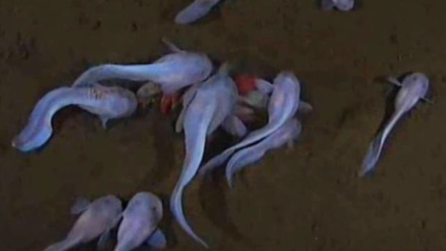 Подводные жители, Марианской впадины ! смотреть онлайн