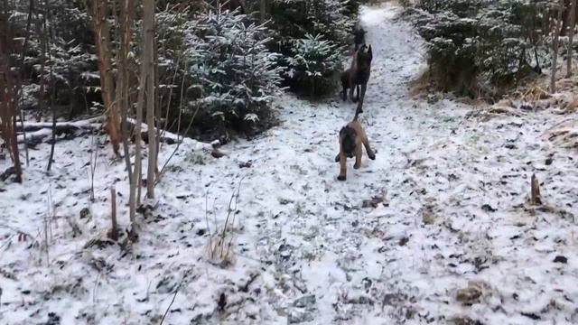 Первая прогулка в лесу  65 дней