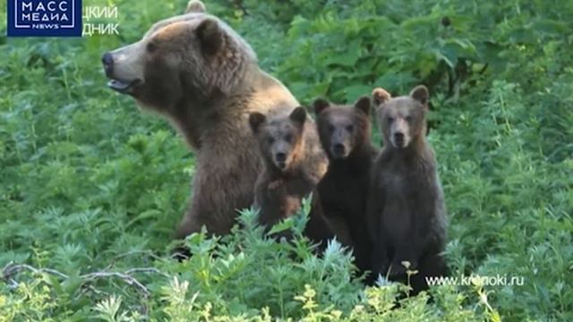 990 МЕДВЕДЕЙ ОБИТАЮТ В ЮЖНО КАМЧАТСКОМ ЗАКАЗНИКЕ