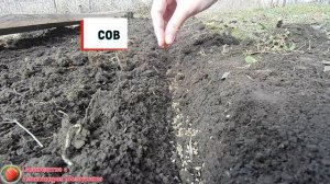 Посадка Выращивание петрушки Посев семян петрушки