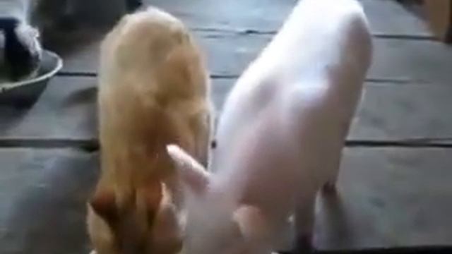 Поделись брат смотреть онлайн