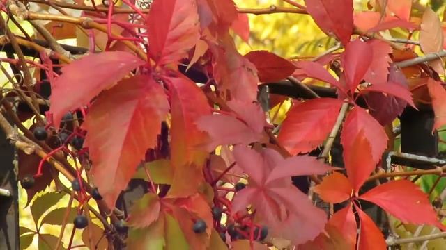 Дни поздней осени.