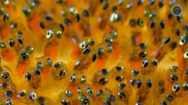 Tg 6 Underwater Video 【 INCREDIBLE MACRO 】 Olympus Tg-6 Underwater Video 【 Tg 6 Macro 】 смотреть онлайн