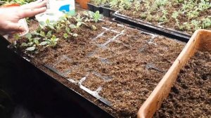 Замена петунии??? ВЕГЕТАТИВНЫЕ ГЕОРГИНЫ черенкую январь 2022.