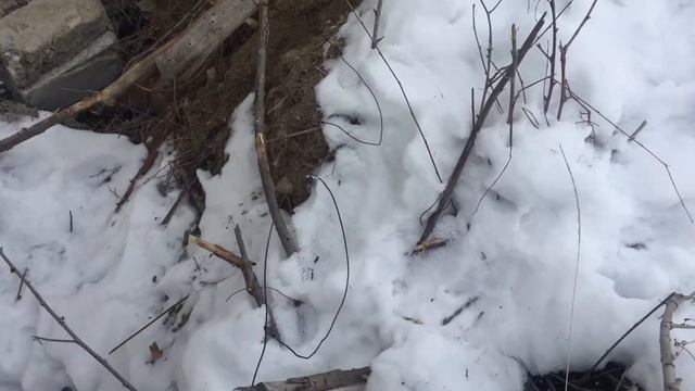 Петля ➰ на заяц-русак смотреть онлайн