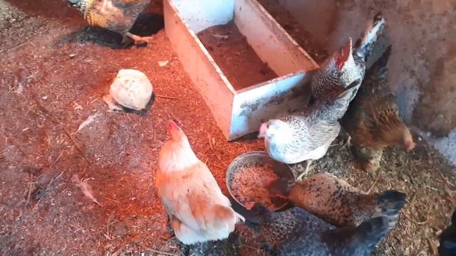 днём в курятнике. собираю яйца.... смотреть онлайн
