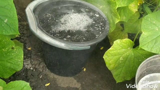 Простое калийное удобрение для огурцов! Огурцы будете собирать вёдрами ??️ смотреть онлайн