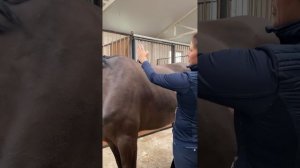 Как определить длину спины лошади?
