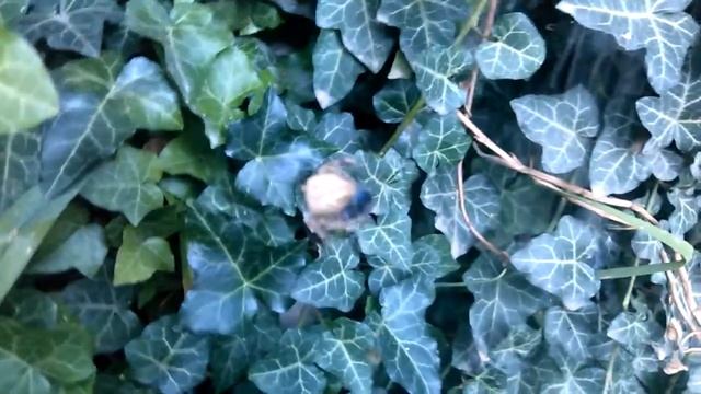 Паук пакует муху смотреть онлайн