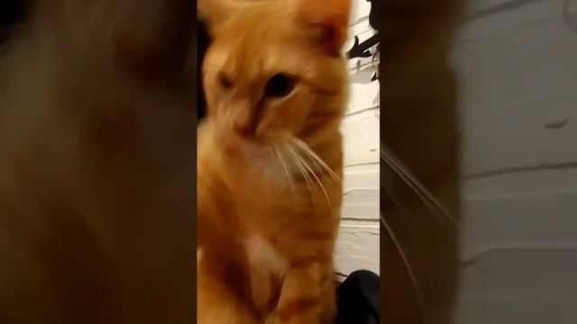 наглая рыжая мордочка? #shortsvideo#котики #домашниеживотные#cat#пушистый#котёнок#котохотник#shorts смотреть онлайн
