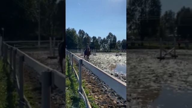 я и лошадь. Кличка Новинка смотреть онлайн