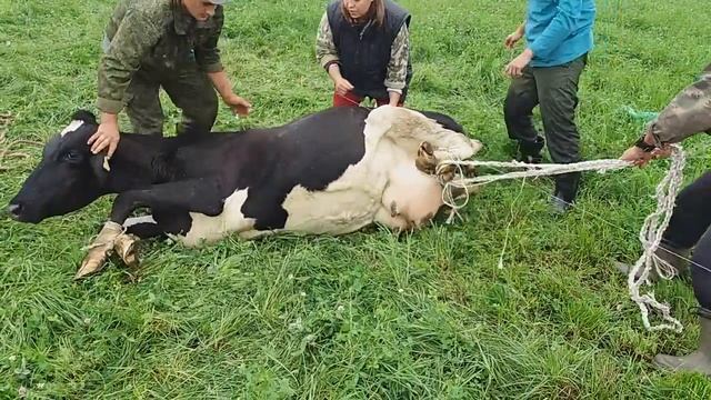 Раскручивание матки у коровы методом Шифера смотреть онлайн