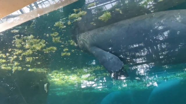 Зоопарк Боваль, Франция, один из лучших в мире смотреть онлайн