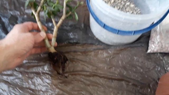 Лучший грунт для крассулы или денежного дерева, оно же толстянка смотреть онлайн