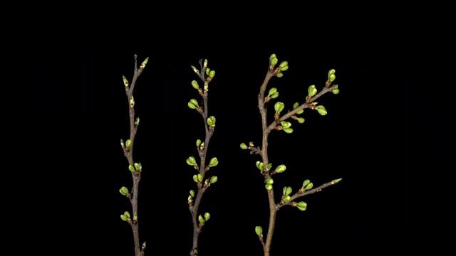Blooming Flowers Time Lapse in 4k For Relaxation смотреть онлайн