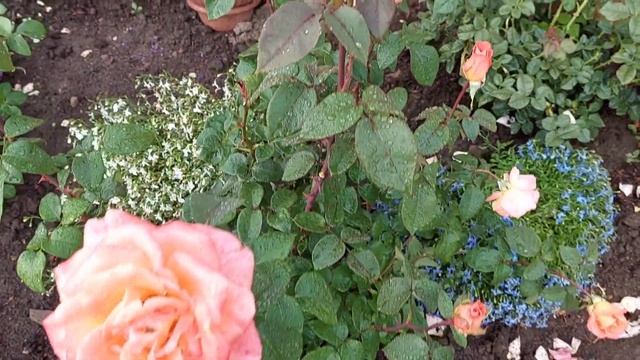 Роза от Кордес- Фольклор! #folklore