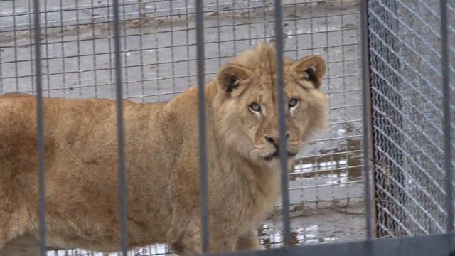 Белые львы и их любознательные соседи львиная молодежь!??? смотреть онлайн