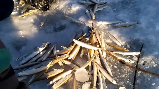Посьет 10.01.2017. корюшка навага зубарь. ловля на самодур. безумный поход. поиск рыбы смотреть онлайн