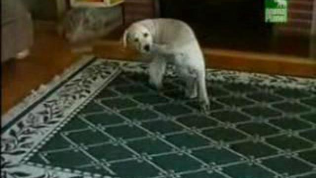 Собака и хвост