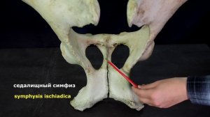 Кости таза (пояс тазовых конечностей). Обновленное видео 2021г