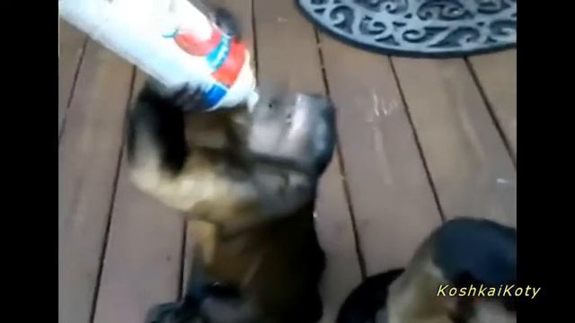 Смешные животные видео ОБЕЗЬЯНЫ Funny Clever Monkeys Compilation смотреть онлайн