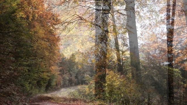 Leaves Falling in a Beautiful Autumn Forest / Sound of Leaves and Wind 1 Hour смотреть онлайн