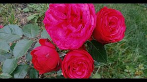 Помпонная роза Ред пиано (Red piano) описание сорта, цветение 10 июля 2022