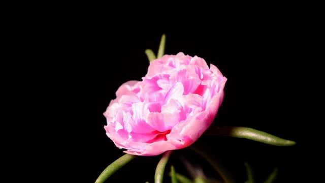 Стихотворение "НЕБЕСНАЯ" (автор: Наталья Шевченко) смотреть онлайн