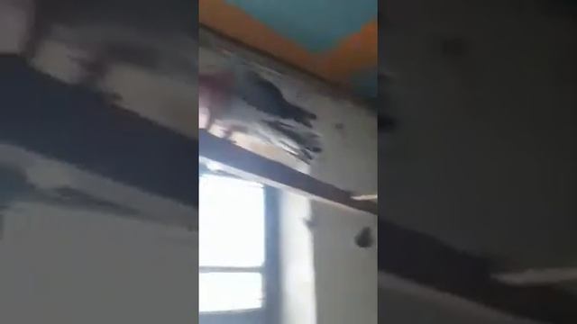 Жако Краснохвостые смотреть онлайн