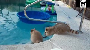 Лучшие приколы с енотами 2016  Ох уж эти еноты 2 ч.