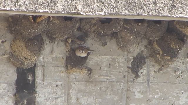 Ласточки Кормление Птенцов смотреть онлайн