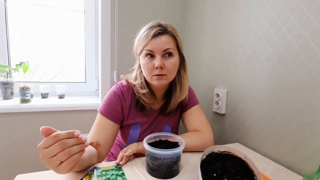 Ошибки при посадке базилика.Сажаем базилик. смотреть онлайн